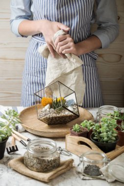 Hikaye succulents florarium dikim parlak renkler