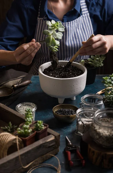 Suculentas mini jardín que hace paso a paso —  Fotos de Stock