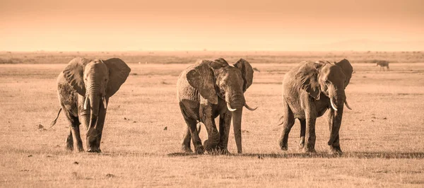 Rebanho de elefantes no Parque Nacional Amboseli Quênia — Fotografia de Stock