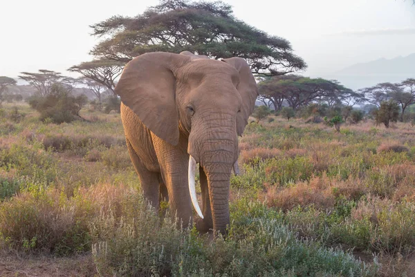 Elefante no parque nacional Amboseli no Quênia . — Fotografia de Stock