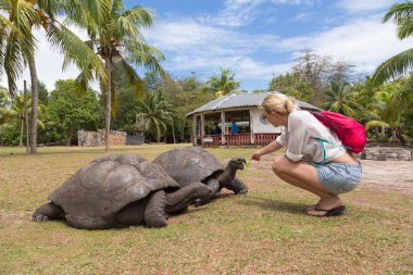 Aldabra dev kaplumbağa Curieuse Adası, Seyşeller'besleme turizm.