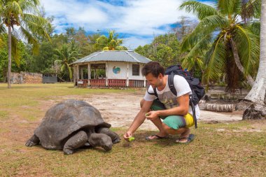 Aldabra dev kaplumbağa Curieuse Adası, Seyşeller'besleme turizm.