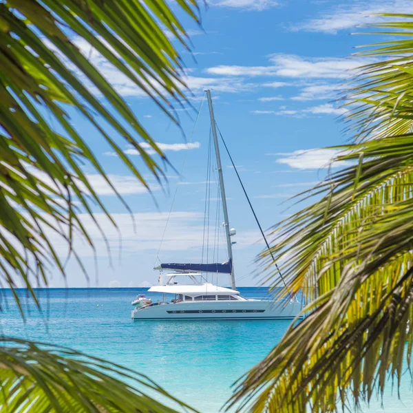 Katamaran-Segelboot gesehen durch Palmenblätter am Strand, Seychellen. — Stockfoto