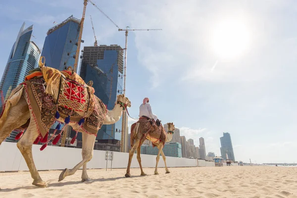 Мужчина предлагает покататься на верблюде на пляже Джумейра, Дубай, ОАЭ . — стоковое фото