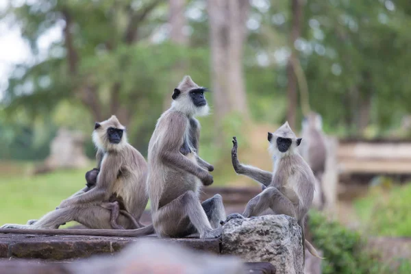 Hanuman Langur, Semnopithecus entellus, monkeys family. — Stock Photo, Image