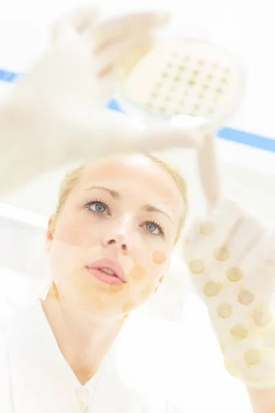 Scientist observing petri dish. — Stock Photo, Image