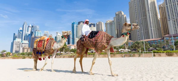 Jumeirah Beach, Dubai, Birleşik Arap Emirlikleri deveye binmek sunan adam. — Stok fotoğraf