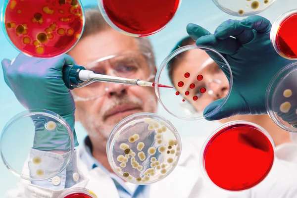 Senior life science researcher grafting bacteria. — Stock Photo, Image