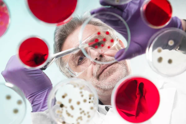 Senior life science researcher grafting bacteria. — Stock Photo, Image