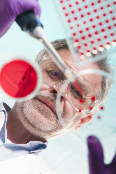 Kıdemli yaşam bilimi araştırmacısı bakteri aşısı yapıyor.. — Stok fotoğraf