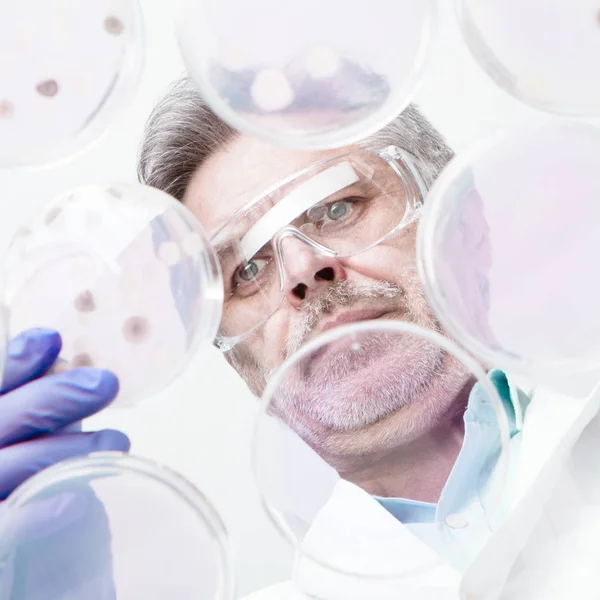 Senior life science researcher grafting bacteria. — Stock Photo, Image