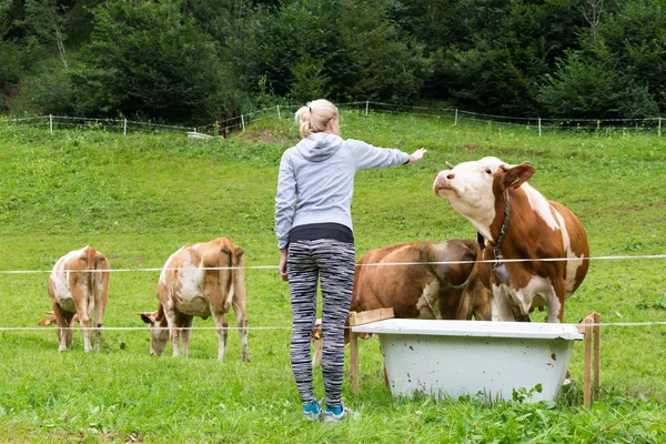 Actieve sportieve vrouwelijke wandelaar observeren en strelen verweiding koeien op de weide. — Stockfoto