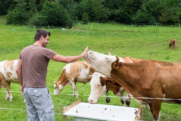 Aktiver sportlicher Wanderer beobachtet und streichelt Kühe auf der Weide. — Stockfoto