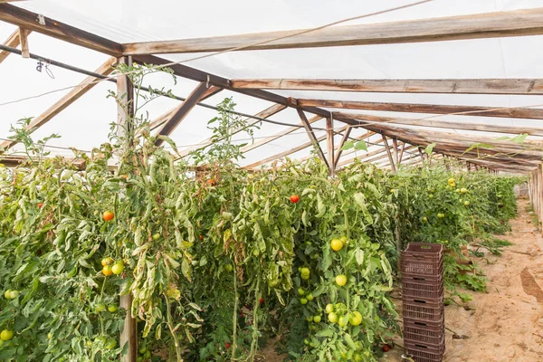 Rows of tomato plants growing inside greenhouse. — Stock Photo, Image