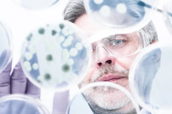 Senior life science researcher grafting bacteria. — Stock Photo, Image