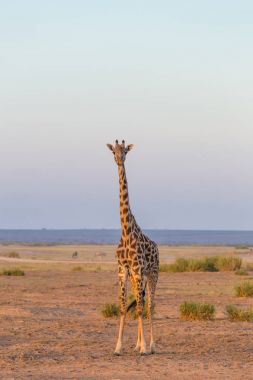 Amboseli Ulusal Park, Kenya yalnız zürafa.
