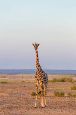 Solitary giraffe in Amboseli national park, Kenya. clipart