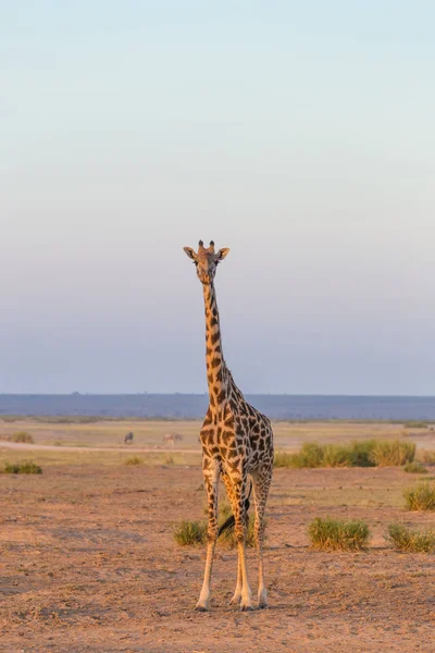 Az Amboseli nemzeti park Kenya magányos zsiráf. — Stock Fotó
