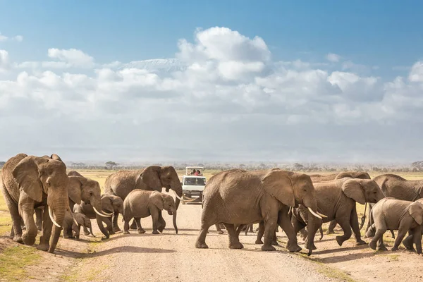 Rebanho de grandes elefantes selvagens cruzando estrada de terra no parque nacional de Amboseli, Quênia . — Fotografia de Stock