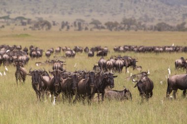 Tanzanya, Doğu Afrika Serengeti Milli Parkı içinde otlatma antiloplar.