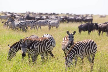 Tanzanya, Doğu Afrika Serengeti Milli Parkı içinde otlatma zebralar.