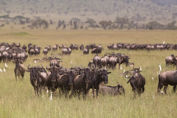 Los ñus pastando en el Parque Nacional del Serengeti en Tanzania, África Oriental . — Foto de Stock