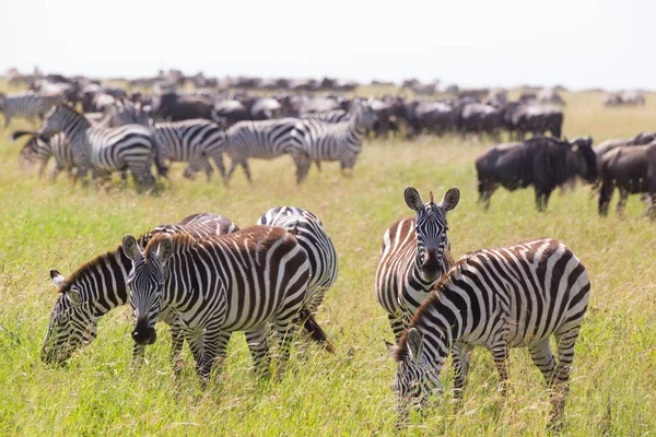 Cebras pastando en el Parque Nacional del Serengeti en Tanzania, África Oriental . — Foto de Stock