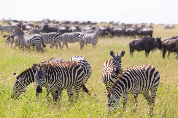 Big herd of Zebras and Wildebeests grazing in Serengeti National Park in Tanzania, East Africa. Equus quaggas and Connochaetes.
