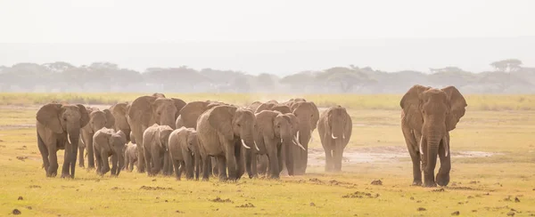 Rebanho de elefantes selvagens no Parque Nacional Amboseli, Kemya . — Fotografia de Stock