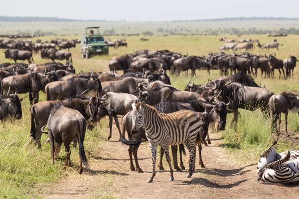 Öküz ve Tanzanya, Doğu Afrika Serengeti Milli Parkı içinde otlatma zebralar.