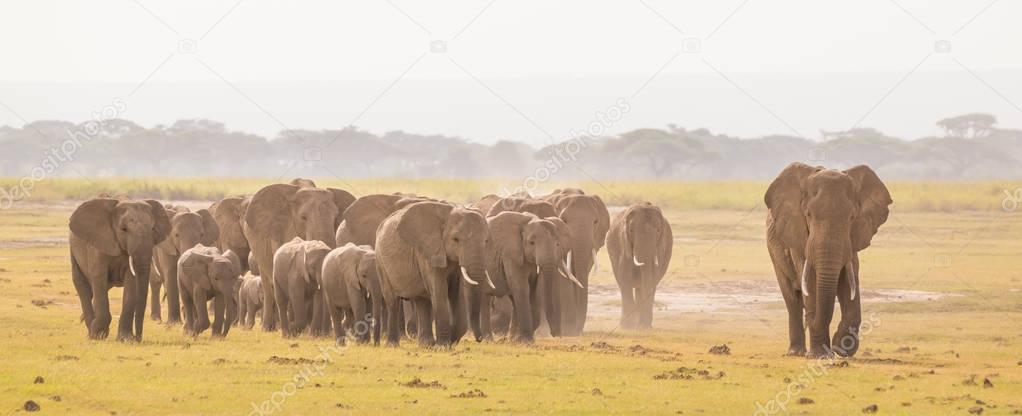 Herd of wild elephants in Amboseli National Park, Kemya.