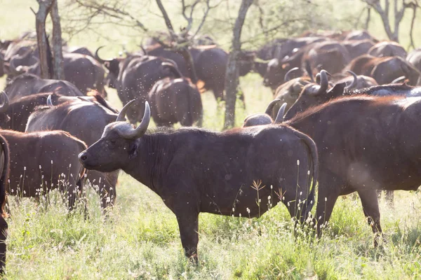 Manada de búfalos africanos na cratera Ngorongoro, Tanzânia — Fotografia de Stock