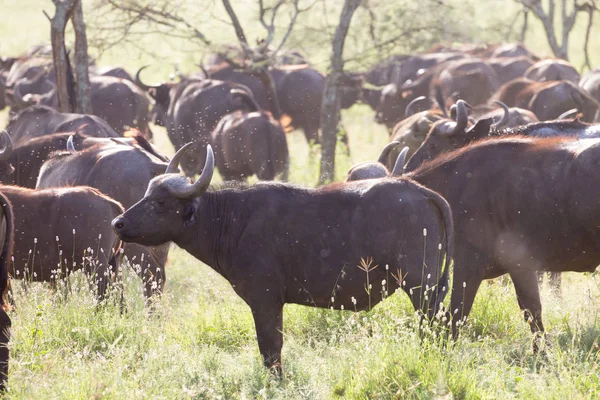 Stado bawołów afrykańskich w kraterze Ngorongoro, Tanzania — Zdjęcie stockowe