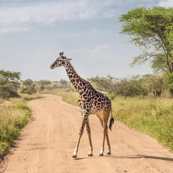 Girafa solitária no parque nacional de Amboseli, Quênia . — Fotografia de Stock