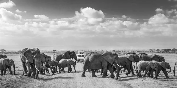 Stádo velkých divokých slonů přes špínu roadi v národním parku Amboseli, Keňa. — Stock fotografie