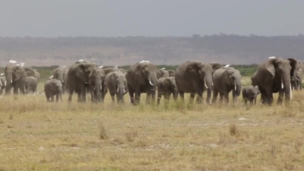 Tozlu ovaları Amboseli Ulusal Parkı'nda genelinde yürüyüş fil sürüsü. — Stok video