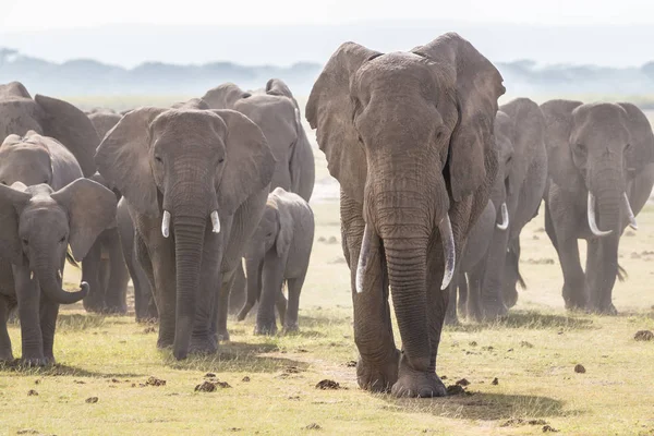 Rebanho de elefantes selvagens no Parque Nacional Amboseli, Quênia . — Fotografia de Stock