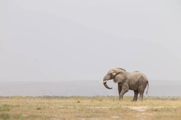 Rebanho de elefantes selvagens no Parque Nacional Amboseli, Quênia . — Fotografia de Stock