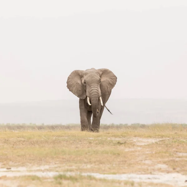 Rebanho de elefantes selvagens no Parque Nacional Amboseli, Quênia . — Fotografia de Stock