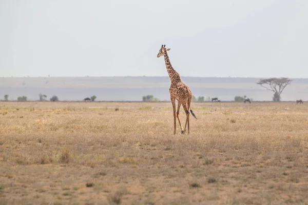 Solitary giraffe in Amboseli national park, Kenya. — Stock Photo, Image