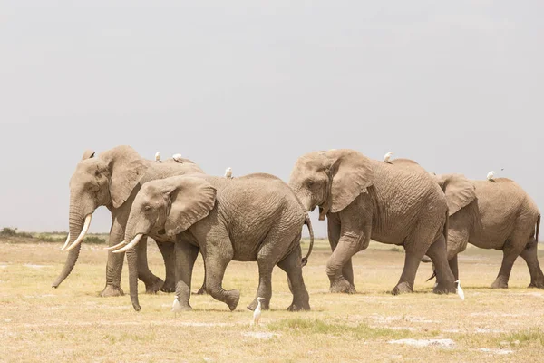 Rebanho de elefantes selvagens no Parque Nacional Amboseli, Quênia . — Fotografia de Stock