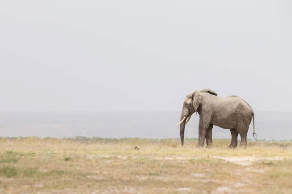 Amboseli Ulusal Parkı, Kenya fil sürüsü. — Stok fotoğraf