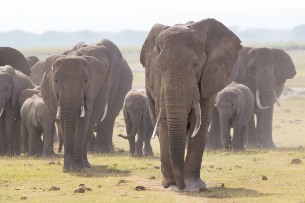 群在肯尼亚安博塞利国家公园的野生大象. — 图库照片