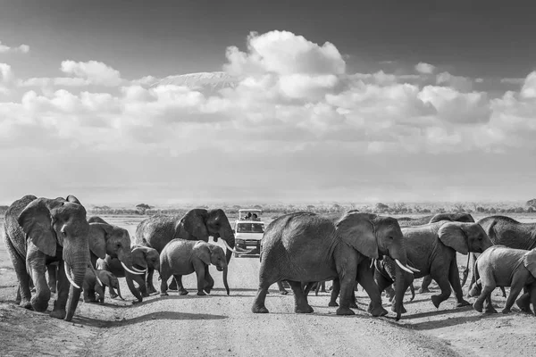 Rebanho de grandes elefantes selvagens cruzando estrada de terra no parque nacional de Amboseli, Quênia . — Fotografia de Stock