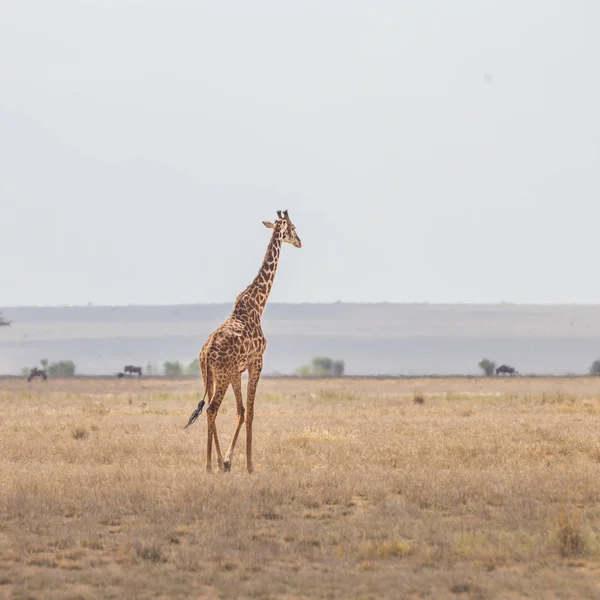 Samotny żyrafa w parku narodowym Amboseli, Kenia. — Zdjęcie stockowe