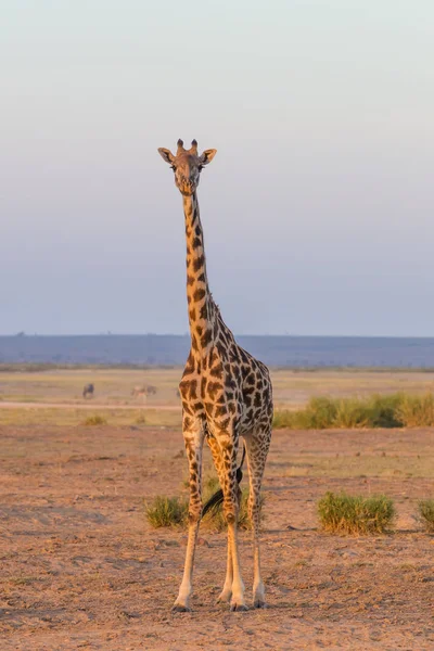 Samotny żyrafa w parku narodowym Amboseli, Kenia. — Zdjęcie stockowe