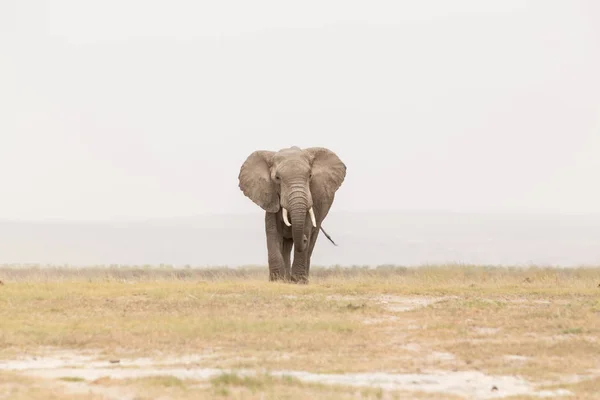 Rebanho de elefantes selvagens no Parque Nacional Amboseli, Quênia . — Fotografia de Stock