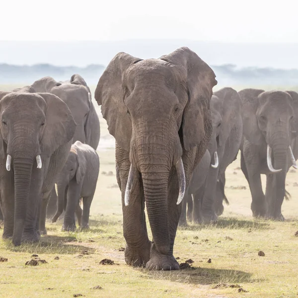 Rebanho de elefantes selvagens no Parque Nacional Amboseli, Quênia . — Fotografia de Stock