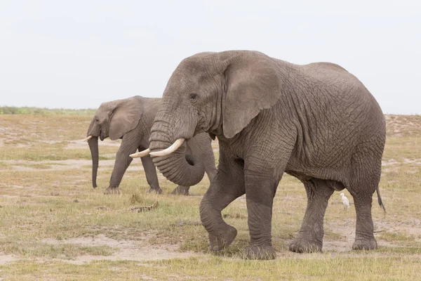 Amboseli Ulusal Parkı, Kenya fil sürüsü. — Stok fotoğraf