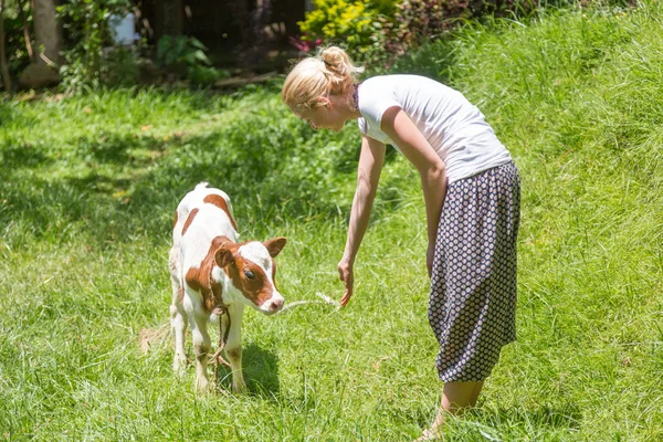 女人爱抚可爱的小宝宝牛在草地上. — 图库照片